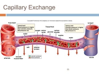 55
Capillary Exchange
Copyright © The McGraw-Hill Companies, Inc. Permission required for reproduction or display.
venule
arteriole
water
oxygen
glucose
salt
water
wastes
osmotic pressure
blood pressure
to heartfromheart
Arterial end
Blood pressure is higher
than osmotic pressure.
Net pressure out. amino
acids
carbon
dioxide
Venous end
Osmotic pressure is higher
than blood pressure.
Net pressure in.
plasma
protein
smooth
muscle fiber
Tissue fluid
 