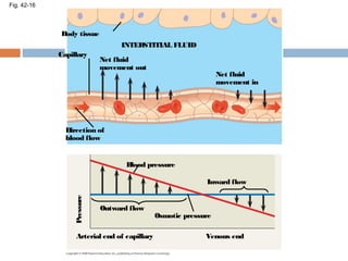 Fig. 42-16
Body tissue
Capillary
INTERSTITIAL FLUID
Net fluid
movement out
Direction of
blood flow
Net fluid
movement in
Blood pressure
Inward flow
Outward flow
Osmotic pressure
Arterial end of capillary Venous end
Pressure
 