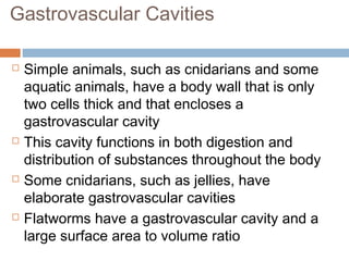 Gastrovascular Cavities
 Simple animals, such as cnidarians and some
aquatic animals, have a body wall that is only
two cells thick and that encloses a
gastrovascular cavity
 This cavity functions in both digestion and
distribution of substances throughout the body
 Some cnidarians, such as jellies, have
elaborate gastrovascular cavities
 Flatworms have a gastrovascular cavity and a
large surface area to volume ratio
 