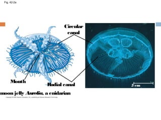 Fig. 42-2a
Circular
canal
Radial canal
Mouth
moon jelly Aurelia, a cnidarian
5 cm
 