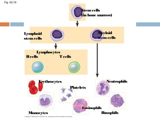 Fig. 42-19
Stemcells
(in bone marrow)
Myeloid
stemcells
Lymphoid
stemcells
Lymphocytes
Bcells T cells
Erythrocytes
Platelets
Neutrophils
Basophils
Eosinophils
Monocytes
 
