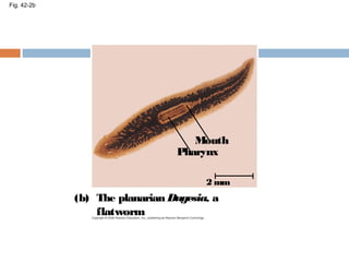Fig. 42-2b
The planarian Dugesia, a
flatworm
(b)
Mouth
Pharynx
2 mm
 