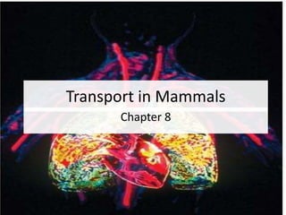 Transport in Mammals  Chapter 8 1 