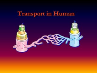 Transport in Human
 