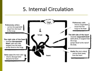 Transport In Humans | PPT