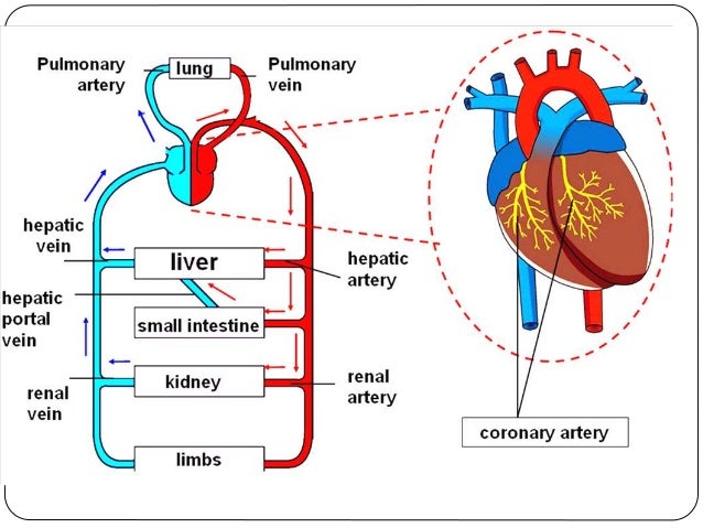 Biology:Transport in Humans (JYSS)
