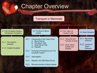 Chapter Overview Transport in Mammals ,[object Object],[object Object],[object Object],[object Object],[object Object],[object Object],[object Object],[object Object],[object Object],[object Object],[object Object],[object Object],[object Object],[object Object],[object Object],[object Object],[object Object],[object Object],[object Object]