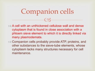Companion cells
              
 A cell with an unthickened cellulose wall and dense
  cytoplasm that is found in close association with a
  phloem sieve element to which it is directly linked via
  many plasmodemata.
 Companion cells probably provide ATP, proteins, and
  other substances to the sieve-tube elements, whose
  cytoplasm lacks many structures necessary for cell
  maintenance.
 