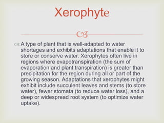 Xerophyte
                          
 A type of plant that is well-adapted to water
  shortages and exhibits adaptations that enable it to
  store or conserve water. Xerophytes often live in
  regions where evapotranspiration (the sum of
  evaporation and plant transpiration) is greater than
  precipitation for the region during all or part of the
  growing season. Adaptations that xerophytes might
  exhibit include succulent leaves and stems (to store
  water), fewer stomata (to reduce water loss), and a
  deep or widespread root system (to optimize water
  uptake).
 