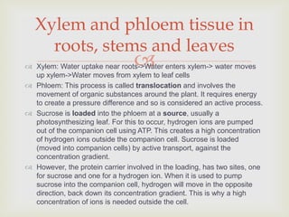 Xylem and phloem tissue in
     roots, stems and leaves
                                 
 Xylem: Water uptake near roots->Water enters xylem-> water moves
  up xylem->Water moves from xylem to leaf cells
 Phloem: This process is called translocation and involves the
  movement of organic substances around the plant. It requires energy
  to create a pressure difference and so is considered an active process.
 Sucrose is loaded into the phloem at a source, usually a
  photosynthesizing leaf. For this to occur, hydrogen ions are pumped
  out of the companion cell using ATP. This creates a high concentration
  of hydrogen ions outside the companion cell. Sucrose is loaded
  (moved into companion cells) by active transport, against the
  concentration gradient.
 However, the protein carrier involved in the loading, has two sites, one
  for sucrose and one for a hydrogen ion. When it is used to pump
  sucrose into the companion cell, hydrogen will move in the opposite
  direction, back down its concentration gradient. This is why a high
  concentration of ions is needed outside the cell.
 