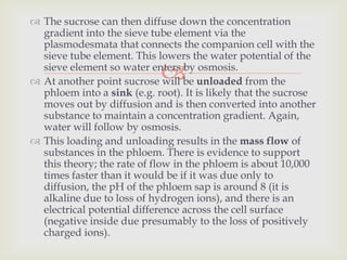  The sucrose can then diffuse down the concentration
  gradient into the sieve tube element via the
  plasmodesmata that connects the companion cell with the
  sieve tube element. This lowers the water potential of the
                            
  sieve element so water enters by osmosis.
 At another point sucrose will be unloaded from the
  phloem into a sink (e.g. root). It is likely that the sucrose
  moves out by diffusion and is then converted into another
  substance to maintain a concentration gradient. Again,
  water will follow by osmosis.
 This loading and unloading results in the mass flow of
  substances in the phloem. There is evidence to support
  this theory; the rate of flow in the phloem is about 10,000
  times faster than it would be if it was due only to
  diffusion, the pH of the phloem sap is around 8 (it is
  alkaline due to loss of hydrogen ions), and there is an
  electrical potential difference across the cell surface
  (negative inside due presumably to the loss of positively
  charged ions).
 