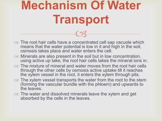 Mechanism Of Water
       Transport
           
 The root hair cells have a concentrated cell sap vacuole which
  means that the water potential is low in it and high in the soil,
  osmosis takes place and water enters the cell.
 Minerals are also present in the soil but in low concentration,
  using active up take, the root hair cells takes the mineral ions in.
 The mixture of mineral and water moves from the root hair cells
  through the other cells by osmosis active uptake till it reaches
  the xylem vessel in the root, it enters the xylem through pits.
 The xylem vessel transports the water from the root to the stem
  (forming the vascular bundle with the phloem) and upwards to
  the leaves.
 The water and dissolved minerals leave the xylem and get
  absorbed by the cells in the leaves.
 