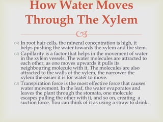 How Water Moves
     Through The Xylem
             
 In root hair cells, the mineral concentration is high, it
  helps pushing the water towards the xylem and the stem.
 Capillarity is a factor that helps in the movement of water
  in the xylem vessels. The water molecules are attracted to
  each other, as one moves upwards it pulls its
  neighbouring molecule with it. The molecules are also
  attracted to the walls of the xylem, the narrower the
  xylem the easier it is for water to move.
 Transpiration force is the most effective force that causes
  water movement. In the leaf, the water evaporates and
  leaves the plant through the stomata, one molecule
  escapes pulling the other with it, and so on, creating a
  suction force. You can think of it as using a straw to drink.
 
