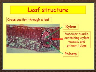Xylem Bundle Transport in Plant.ppt