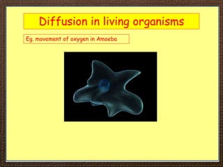 Transport in Plant.ppt