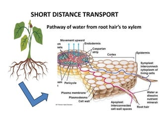 Plant physiology (transport in plant) @ Rajeev Ranjan.ppt