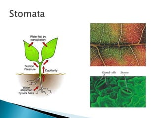 Stomata