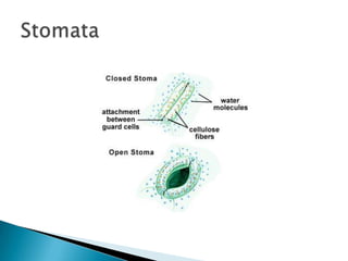Stomata