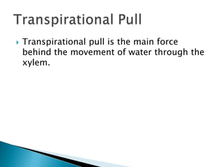 Transpirational pull is the main force behind the movement of water through the xylem.Transpirational Pull