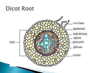 Dicot Root