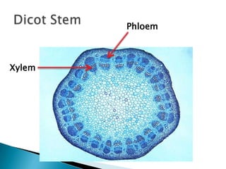 Dicot StemXylemPhloem