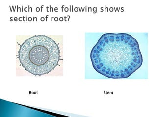 Which of the following shows section of root?RootStem