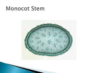 Monocot Stem
