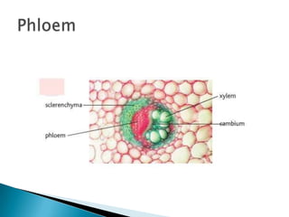 Phloem