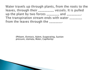 Water travels up through plants, from the roots to the leaves, through their __________ vessels. It is pulled up the plant by two forces ________ and _________.  The transpiration stream ends with water ________ from the leaves through the ________.	(Phloem, Osmosis, Xylem, Evaporating, Suction pressure, stomata, Water, Capillarity)