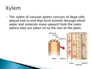 The xylem of vascular plants consists of dead cells placed end to end that form tunnels through which water and minerals move upward from the roots (where they are taken in) to the rest of the plant.Xylem