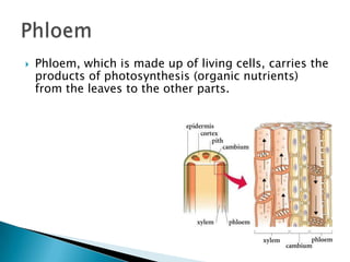 Phloem, which is made up of living cells, carries the products of photosynthesis (organic nutrients) from the leaves to the other parts. Phloem