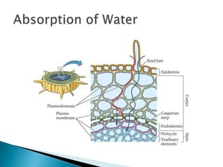 Absorption of Water