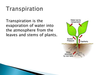 TranspirationTranspiration is the evaporation of water into the atmosphere from the leaves and stems of plants. 