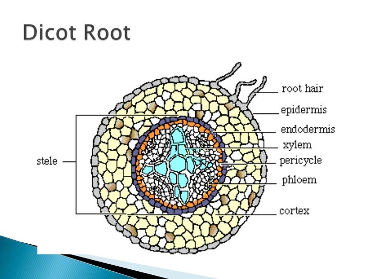 diagram of a dicot stem diagram of a woody stem diagram of a lichen elsavadorla diagram of a dicot stem diagram of a woody stem diagram of a lichen elsavadorla