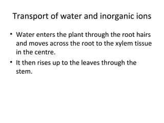 Transport in plants | PPT