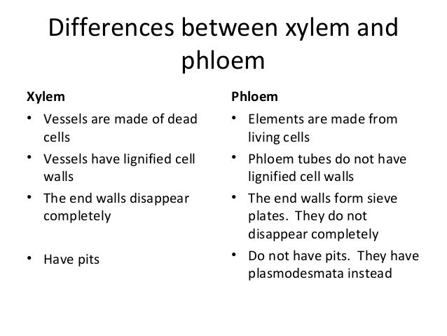 What is the difference between xylem and phloem?