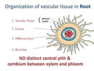 Transport in plants | PPT