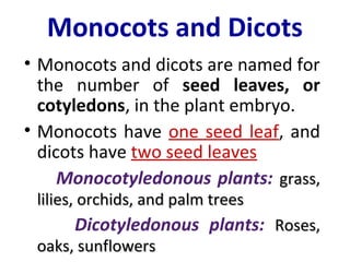 Monocots and Dicots
• Monocots and dicots are named for
the number of seed leaves, or
cotyledons, in the plant embryo.
• Monocots have one seed leaf, and
dicots have two seed leaves
Monocotyledonous plants: grass,grass,
lilies, orchids, and palm treeslilies, orchids, and palm trees
Dicotyledonous plants: Roses,Roses,
oaks, sunflowersoaks, sunflowers
 