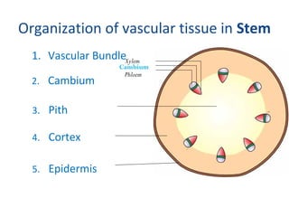 1. Vascular Tissue
Each root hair is a
tubular outgrowth of
an epidermal cell.
2. Cortex
3. Piliferous layer
4.Root hair
O...