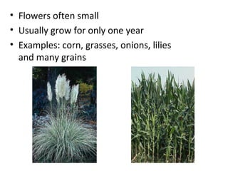 • Flowers often small
• Usually grow for only one year
• Examples: corn, grasses, onions, lilies
and many grains
 