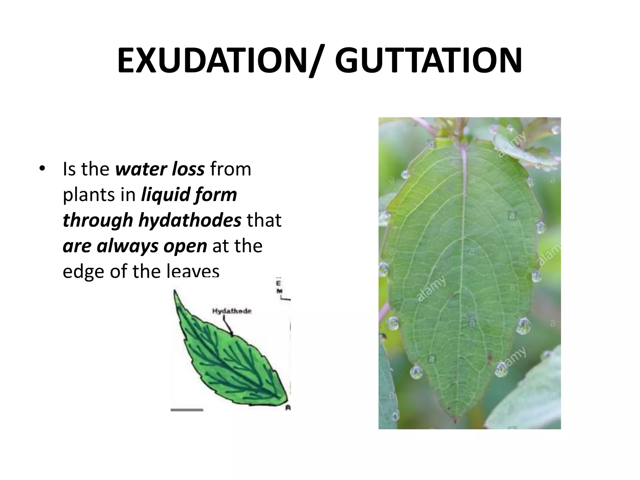 TRANSPORT IN PLANTS.pptx