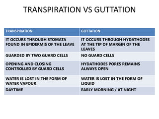 TRANSPORT IN PLANTS.pptx