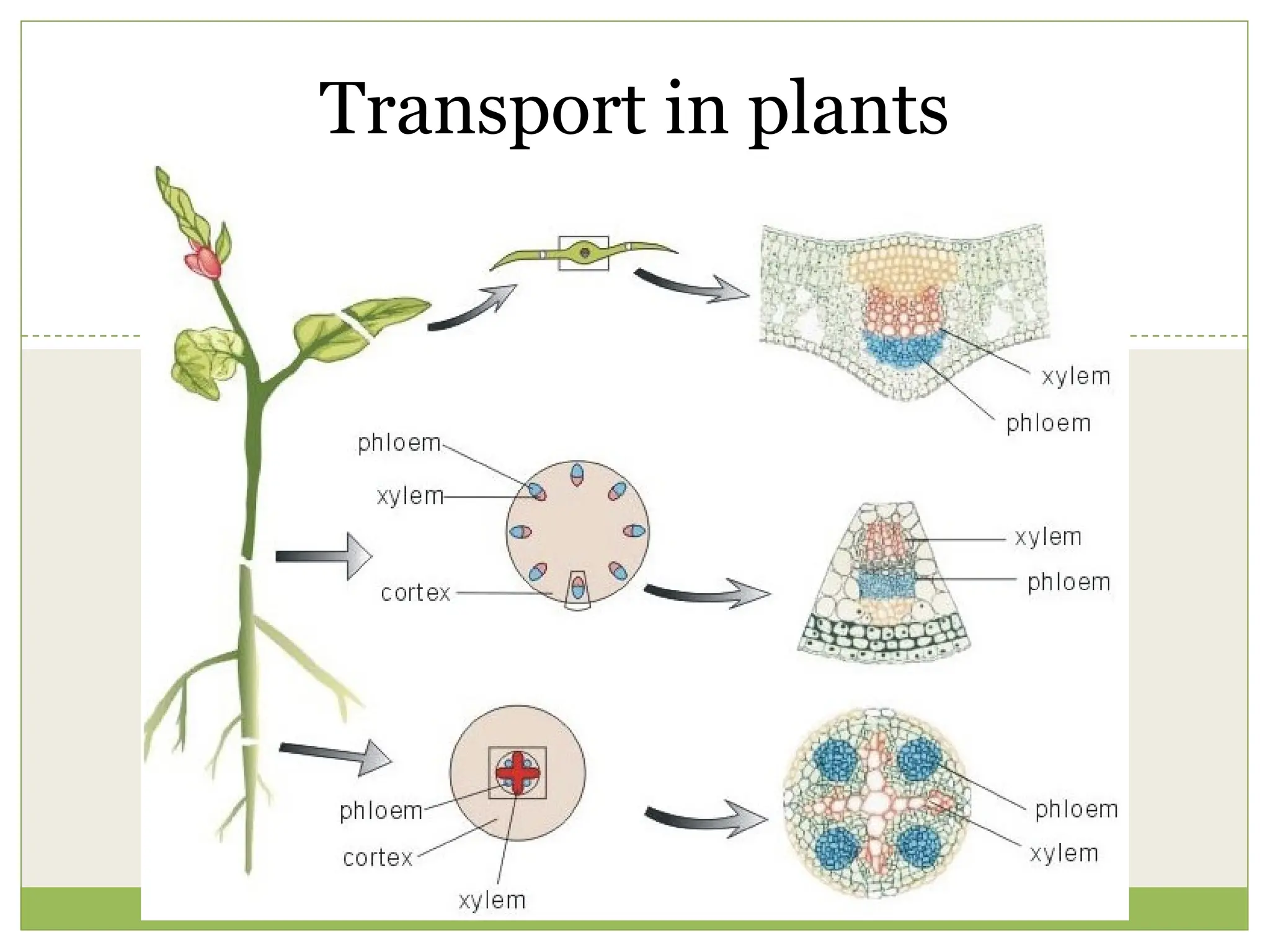 Transport in plants and vascular bundle.pptx