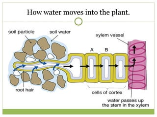Transport in plants and vascular bundle.pptx