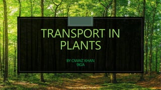 TRANSPORT IN
PLANTS
BY OWAIZ KHAN
9IGA
 
