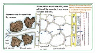 Transport in plants for school project for grade 9 | PPTX