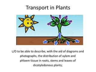 Transport in Plants

L/O to be able to describe, with the aid of diagrams and
photographs, the distribution of xylem and
phloem tissue in roots, stems and leaves of
dicotyledonous plants;

 