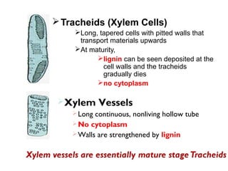 Tracheids (Xylem Cells)
Long, tapered cells with pitted walls that
transport materials upwards
At maturity,
lignin can be seen deposited at the
cell walls and the tracheids
gradually dies
no cytoplasm
Xylem Vessels
Long continuous, nonliving hollow tube
No cytoplasm
Walls are strengthened by lignin
 