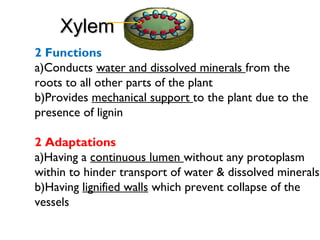 XylemXylem
2 Functions
a)Conducts water and dissolved minerals from the
roots to all other parts of the plant
b)Provides mechanical support to the plant due to the
presence of lignin
2 Adaptations
a)Having a continuous lumen without any protoplasm
within to hinder transport of water & dissolved minerals
b)Having lignified walls which prevent collapse of the
vessels
 