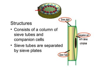PhloemPhloem
Structures
• Consists of a column of
sieve tubes and
companion cells
• Sieve tubes are separated
by sieve plates
 